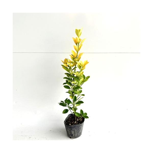 オウゴンマサキ 樹高0.4m前後 10.5cmポット （ 単 品 ） 苗 植木