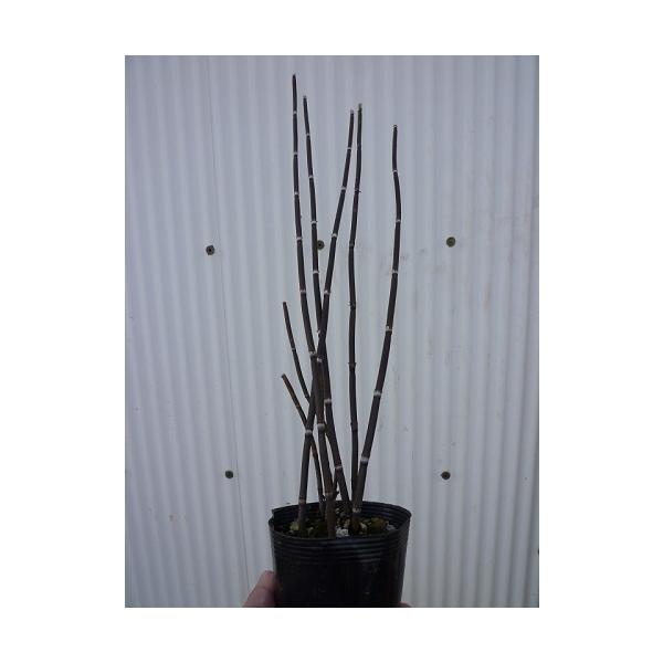 gNT 0.4mO 10.5cm|bg i P i j  c A c