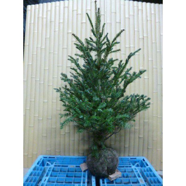 モミノキ 樹高1 2m前後 根巻き Y1送料無料 販売 苗 植木 苗木 庭木 垣根 生垣 生け垣 生垣用 目隠し 木 Buyee Buyee Japanese Proxy Service Buy From Japan Bot Online