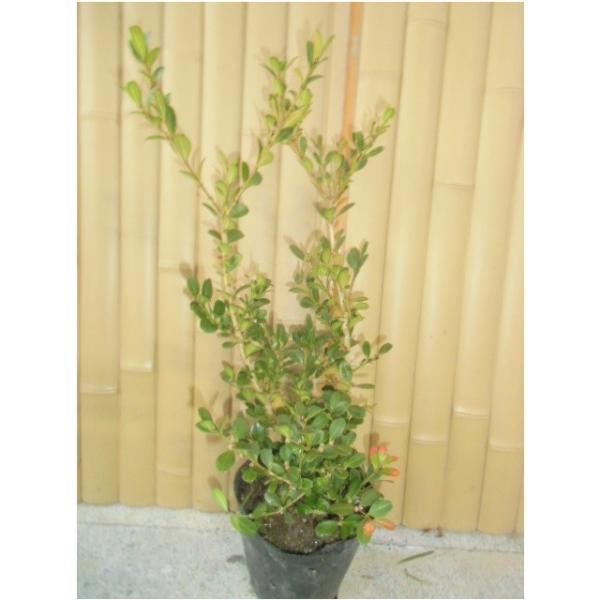 {bNXEbh 0.3mO 15cm|bg i P i j  c A c 