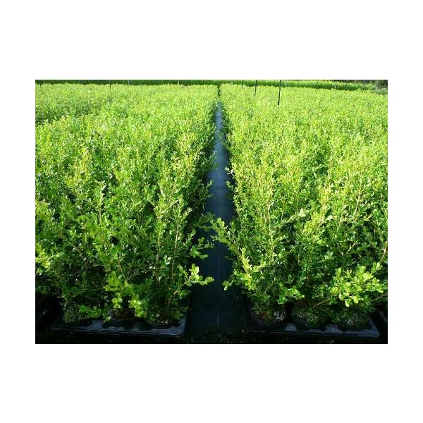ボックスウッド 樹高0 5m前後 15cmポット 販売 苗 植木 苗木 庭木 垣根 生垣 生け垣 生垣用 目隠し 木 Buyee Buyee 提供一站式最全面最专业现地yahoo Japan拍卖代bid代拍代购服务 Bot Online