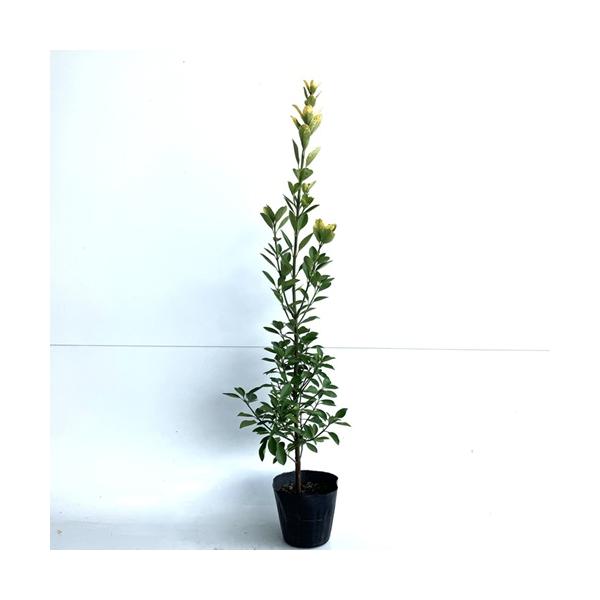 オウゴンマサキ 樹高0 4m前後 15cmポット 単 品 販売 苗 植木 苗木 庭木 垣根 生垣 生け垣 生垣用 目隠し 木 Buyee Buyee Japanese Proxy Service Buy From Japan Bot Online