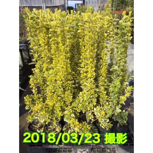キンマサキ 樹高0 3m前後 15cmポット 単 品 販売 苗 植木 苗木 庭木 垣根 生垣 生け垣 生垣用 目隠し 木 Buyee Buyee 日本の通販商品 オークションの代理入札 代理購入