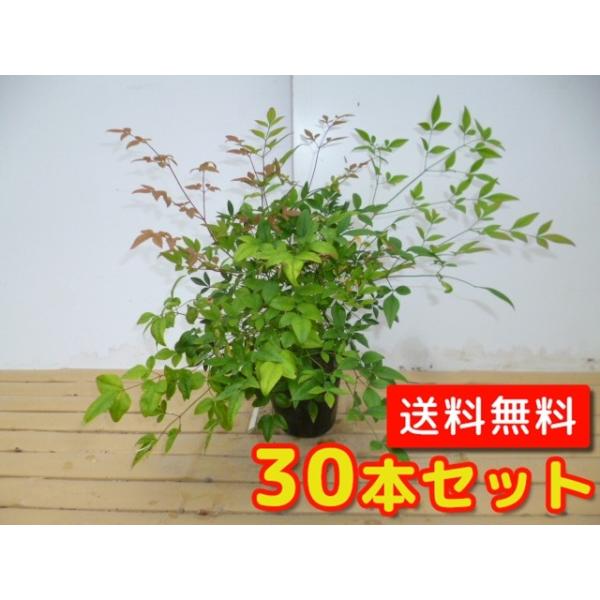 Vie 0.2mO 15cm|bg i30{Zbgjij  c A c 