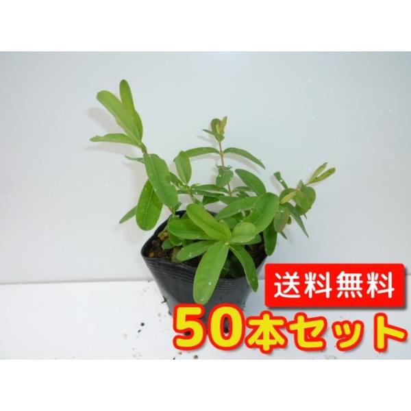 苗 ヒペリカムの人気商品 通販 価格比較 価格 Com