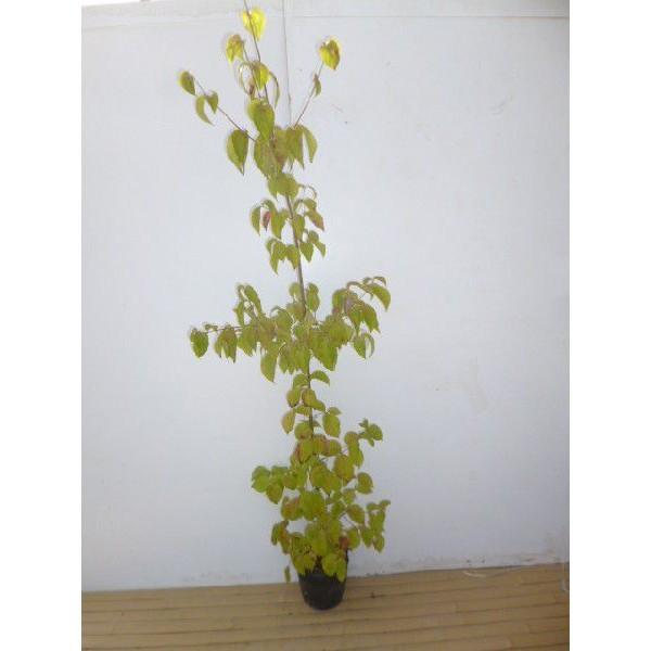 ヤマボウシ 樹高1 5m前後 18cmポット 8本セット S1送料無料 販売 苗 植木 苗木 庭木 垣根 生垣 生け垣 生垣用 山林苗 目隠し 木 Qset7144 花と緑 谷川緑販 通販 Yahoo ショッピング