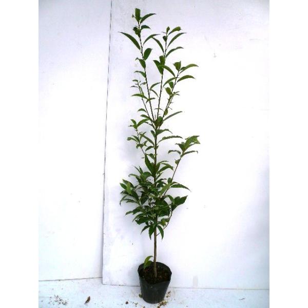 シラカシ 樹高1.0m前後 15cmポット （ 単 品 ）（送料無料）  苗 植木 苗木 庭  しらかし 白樫 白橿  <br><br>【送料無料】セット商品も販売中。スマホの方は↓下記の↓「商品情報をもっと見る」を...