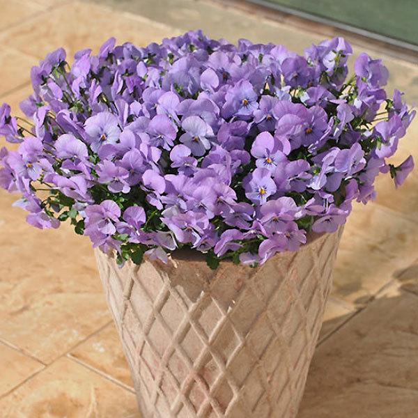 ビオラ苗 フィオリーナ 3 5号ポット こんもり咲き 豊富な花色 たくさんお花が咲きます 秋冬苗 サントリーフラワーズ Buyee Buyee 일본 통신 판매 상품 옥션의 대리 입찰 대리 구매 서비스