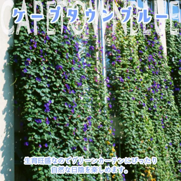 残りわずか 西洋あさがお ケープタウンブルー ケープタウンスカイ 3 5号ポット アサガオ苗 朝顔 早咲き 宿根 色変わり Buyee Buyee 日本の通販商品 オークションの代理入札 代理購入