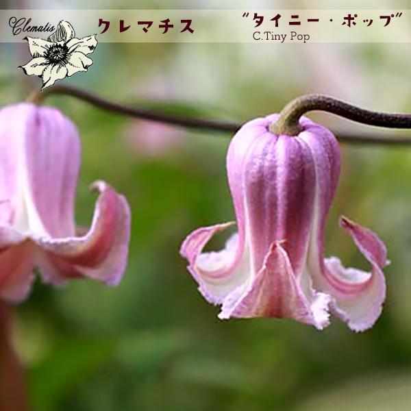 [Release date: February 16, 2026]花はポップでかわいいピンク色。光の当たり具合によっては、アンティークな雰囲気を帯びることも。縁の部分に向かってのグラデーションもかわいらしい。ベル型で、徐々に外側に大きくカー...