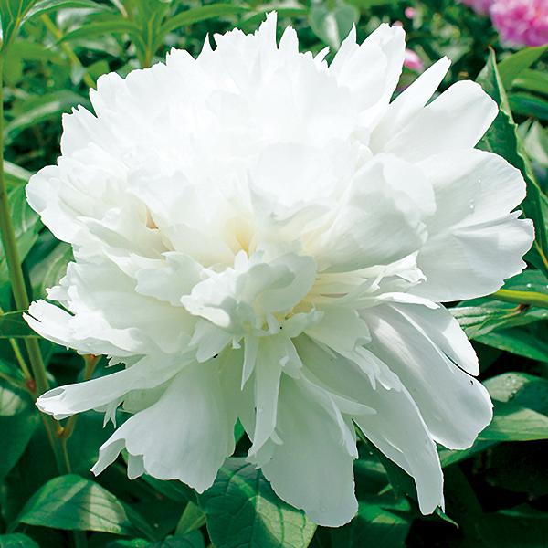 フェスティバマキシマ 芍薬 しゃくやく シャクヤク ピオニー 苗木 白色 バラ咲き 八重咲き 大輪 花芽付き 来春開花予定株 育て方つき 100 Peony Takii Festivamaxima 渋谷園芸 植木鉢屋 通販 Yahoo ショッピング