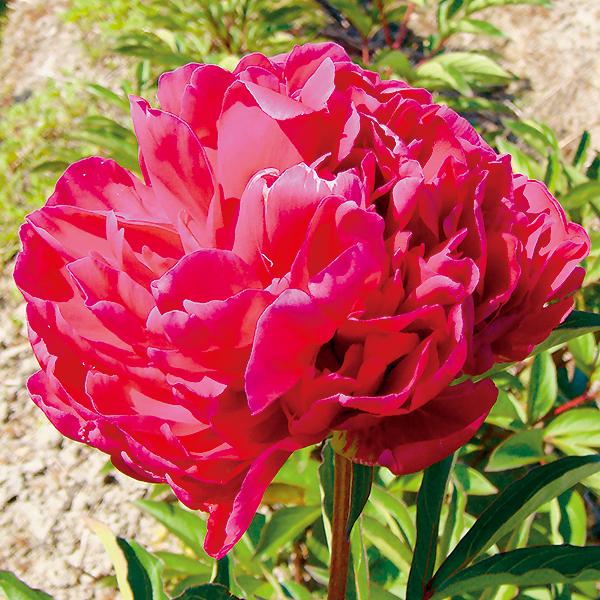 インスペクター 芍薬 しゃくやく シャクヤク ピオニー 苗木 濃赤色 八重咲き 大輪 花芽付き 来春開花予定株 育て方つき 100 Peony Takii Inspecter 渋谷園芸 植木鉢屋 通販 Yahoo ショッピング