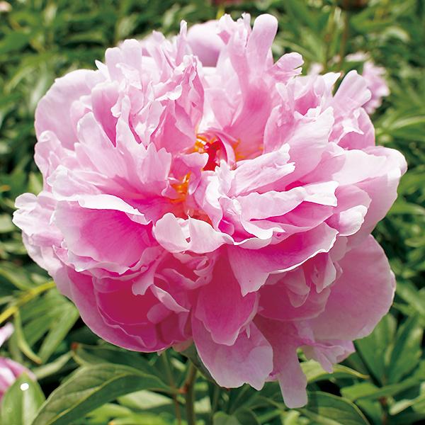 10月入荷 サラベルナール 芍薬 しゃくやく シャクヤク ピオニー 苗木 桃色 バラ咲き 八重咲き 香り 花芽付き 来春開花予定株 育て方つき 100 Peony Takii Sarahbernhardt 渋谷園芸 植木鉢屋 通販 Yahoo ショッピング
