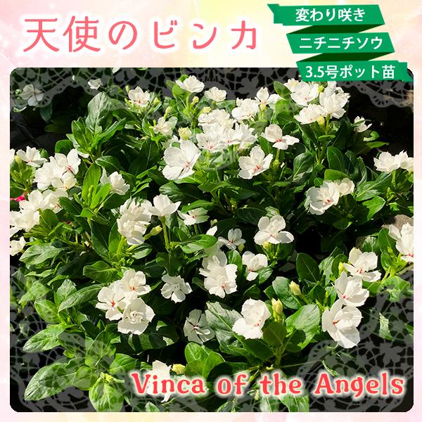 天使のビンカ ニチニチソウ苗 変わり咲き 八重咲き 3 5号ポット 全2種 1鉢 単品 日々草 日日草 寄せ植え 花壇 101 Angel Vinca 渋谷園芸 植木鉢屋 通販 Yahoo ショッピング