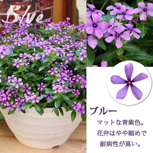 フェアリースター ニチニチソウ 3 5号ポット苗 全6色 1鉢 サントリーフラワーズ Suntory Flowers Buyee Buyee Japanese Proxy Service Buy From Japan Bot Online