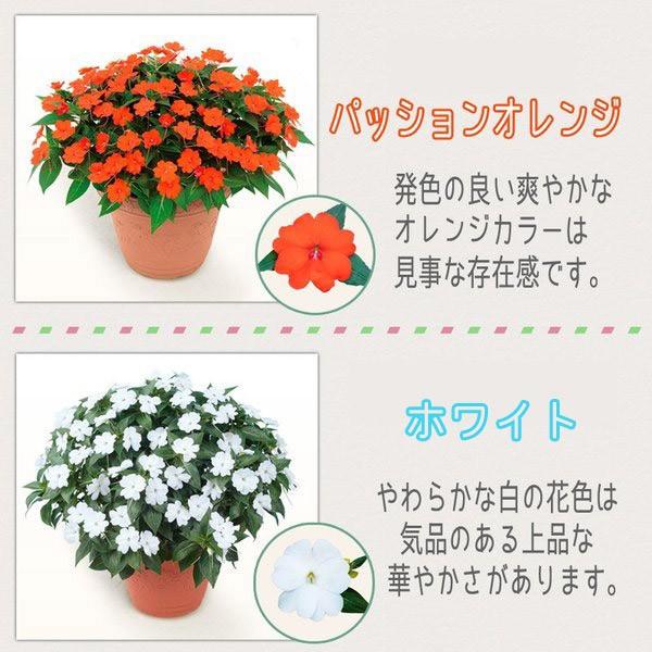 サンパチェンス 花苗 3 5号 10 5センチ ポット サカタのタネ ニューギニアインパチェンス カラーバリエーション 全10色 Buyee Buyee Japanese Proxy Service Buy From Japan Bot Online