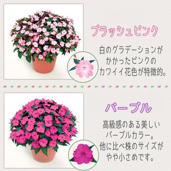 サンパチェンス 花苗 3 5号 10 5センチ ポット サカタのタネ ニューギニアインパチェンス カラーバリエーション 全10色 Buyee Buyee Japanese Proxy Service Buy From Japan Bot Online