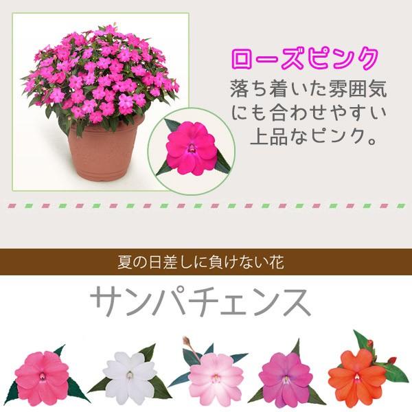 サンパチェンス 花苗 3 5号 10 5センチ ポット サカタのタネ ニューギニアインパチェンス カラーバリエーション 全10色 Buyee Buyee Japanese Proxy Service Buy From Japan Bot Online