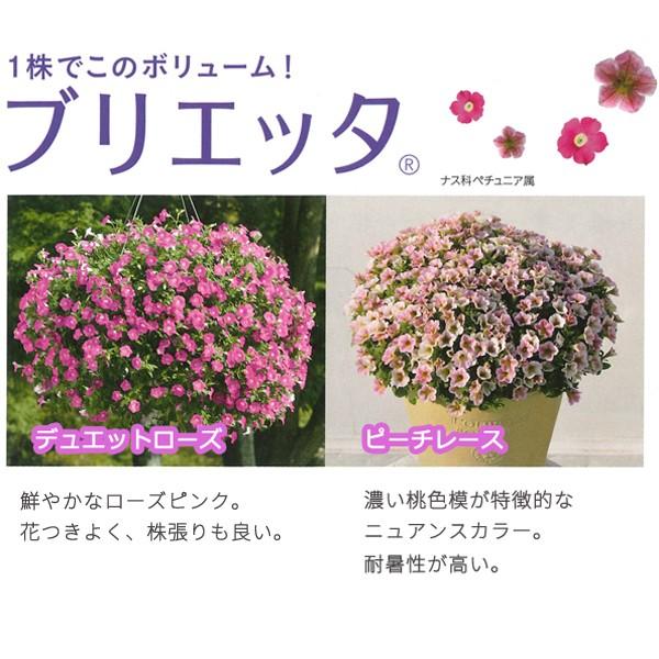 ブリエッタ 小輪ペチュニア 3号ポット苗 全2色 1鉢 専門店限定商品 サントリーフラワーズ Suntory Flowers 夏花壇 花苗 Buyee Buyee 提供一站式最全面最專業現地yahoo Japan拍賣代bid代拍代購服務 Bot Online