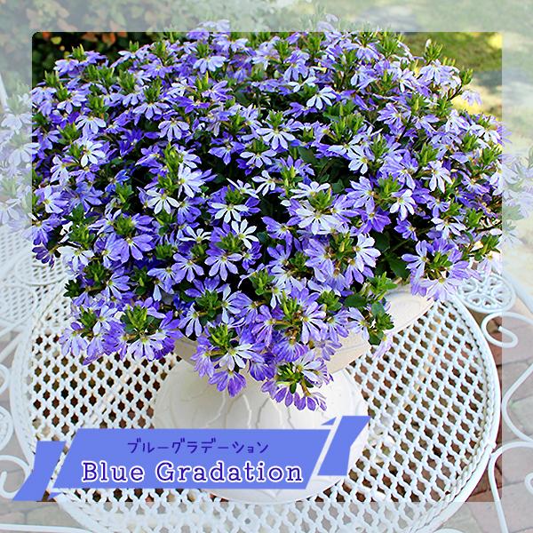 受賞店舗 サンク エール スケボラ 3 5号ポット苗 全7色 1鉢 サントリーフラワーズ Suntory Flowers サンクエール Aynaelda Com