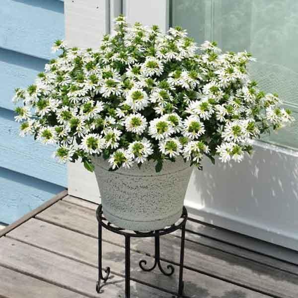 受賞店舗 サンク エール スケボラ 3 5号ポット苗 全7色 1鉢 サントリーフラワーズ Suntory Flowers サンクエール Aynaelda Com