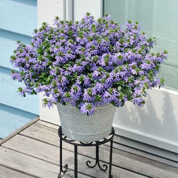 受賞店舗 サンク エール スケボラ 3 5号ポット苗 全7色 1鉢 サントリーフラワーズ Suntory Flowers サンクエール Aynaelda Com