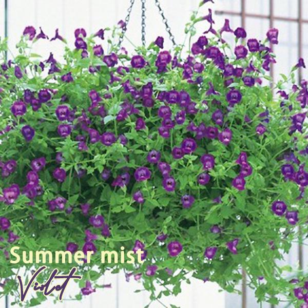 サントリーフラワーズ Suntory Flowers サマーウェーブ 全4色 トレニア3号ポット苗 Buyee Buyee Japanese Proxy Service Buy From Japan Bot Online