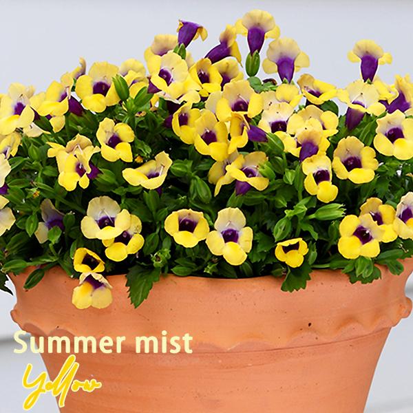 サントリーフラワーズ Suntory Flowers サマーウェーブ 全4色 トレニア3号ポット苗 Buyee Buyee Japanese Proxy Service Buy From Japan Bot Online