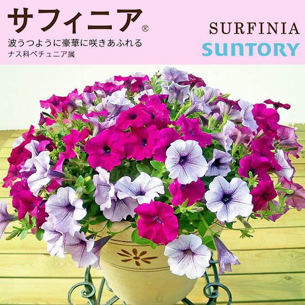 サフィニア 3号ポット苗 1鉢 全12色 ペチュニア カラフル ガーデニング サントリーフラワーズ Suntory Flowers Buyee Buyee Japanese Proxy Service Buy From Japan Bot Online