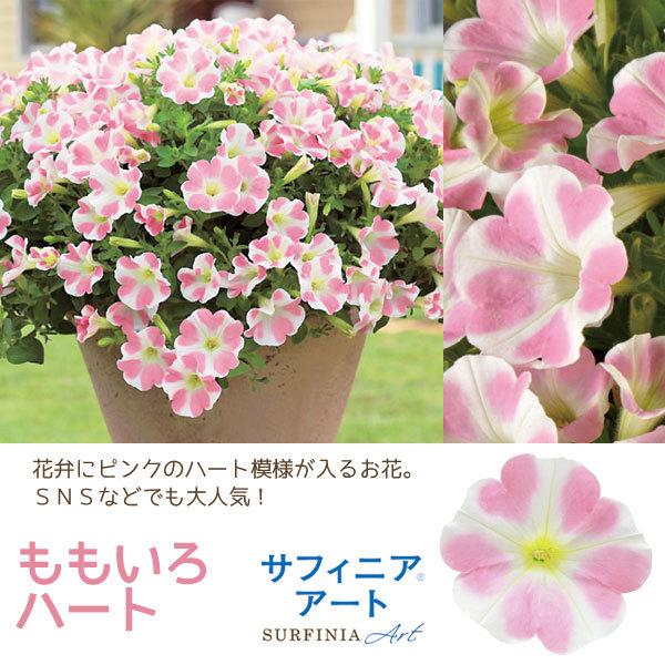 サフィニアアート 3号ポット苗 ペチュニア 1鉢 全5色 サントリーフラワーズ Suntory Flowers 花壇苗 耐暑性 Buyee Buyee 提供一站式最全面最專業現地yahoo Japan拍賣代bid代拍代購服務 Bot Online