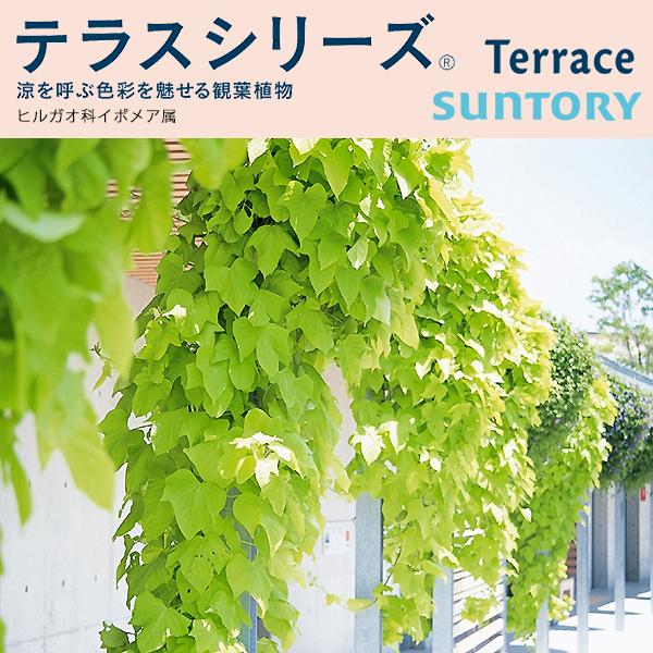 テラスシリーズ イポメア 全2色 3号ポット苗 サントリーフラワーズ Suntory Flowers Buyee Buyee Japanese Proxy Service Buy From Japan Bot Online