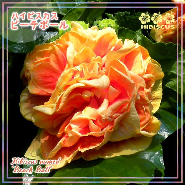 八重咲きハイビスカス ビーチボール 5号鉢 開花鉢 鉢植え レア品種 ピンク 黄 グラデーション 珍花 本州のみ送料込み 102 Hibiscus Beachball 渋谷園芸 植木鉢屋 通販 Yahoo ショッピング