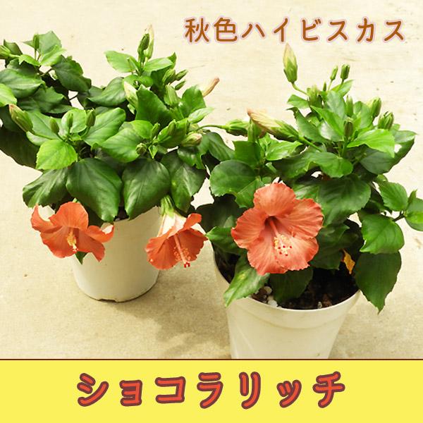 ハイビスカス ショコラリッチ 5号鉢 秋色 レア品種 トロピカルフラワー ハワイアン Hibiscus 102 Hibiscus Chocolatrich 渋谷園芸 植木鉢屋 通販 Yahoo ショッピング