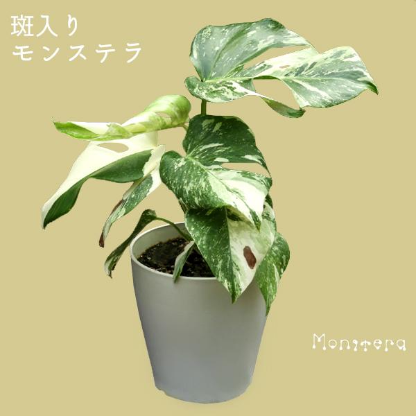 現物 1点限り レア 斑入りモンステラ monstera 4.5号鉢 観葉植物 希少