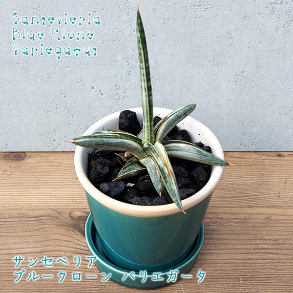 稀少極美サンスベリアブルークローン白斑入り バリエガータ