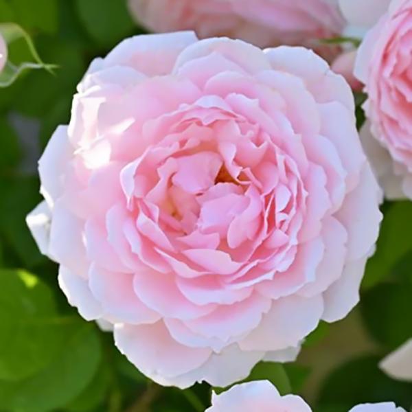 バラ大苗 ベル・ドゥ・プロバンス Belle de Provance 6号ポット ベージュピンク  四季咲き 尖弁カップ咲き 中大輪 デルバール Georges Dellbard