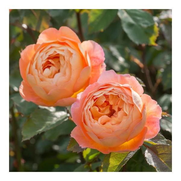 バラ大苗 レディ・エマ・ハミルトン  Lady Emma Hamilton  6号ポット オレンジ 四季咲き 八重咲き 多弁 デビッド・オースチン・ロージス DAVID AUSTIN