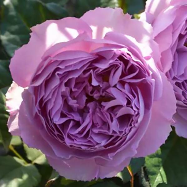 バラ大苗 エリザベート Elizabeth  6号ポット 藤色  中輪  カップ咲き 強香  耐病性　ロサオリエンティス プログレッシオ  RosaOrientis