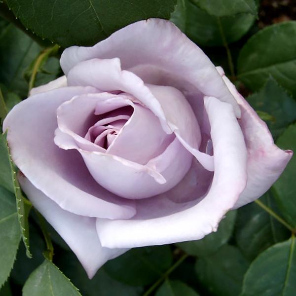 バラ「超」大苗】 ブルームーン ブルー・ムーン（大苗）7号鉢植え バラ