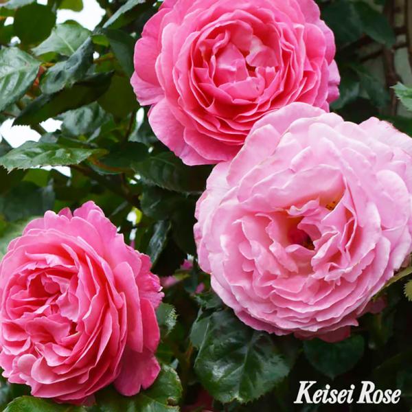 バラ大苗 ケルナー フローラ Koelner Flora つる CL クライミングローズ 6号鉢植苗 京成バラ園芸  コルデス KORMAHENSI  薔薇 ローズ