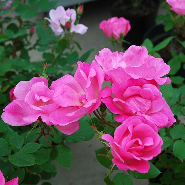 バラ大苗 ピンク ノックアウト（Pink Knock Out） FL・6号鉢植苗 京成バラ園芸 バラ苗 ばら 薔薇 ローズ