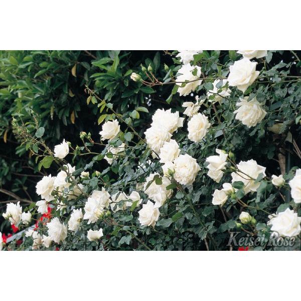 ばら大苗 京成バラ園 新雪 しんせつ Shinsetsu Cl 4 5号角鉢植苗 バラ ばら 薔薇 ローズ 107 Rose Ks Shinsetsu 渋谷園芸 植木鉢屋 通販 Yahoo ショッピング
