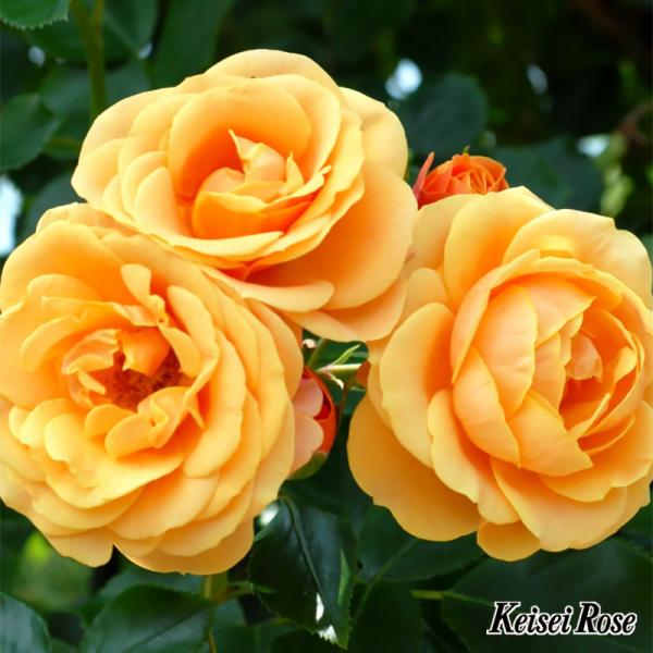 バラ大苗 スター チェイサー Star Chaser つる CL クライミングローズ 6号鉢植苗 京成バラ園芸  ディクソン DICLINGO 薔薇 ローズ