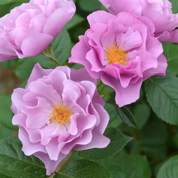 薔薇 バラ大苗 紫の上 Murasaki no Ue 6号ポット 藤色 四季咲き 小中輪 波状