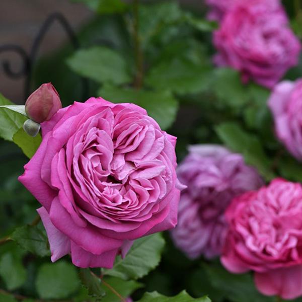 ご予約商品 12月中旬よりお届け 2022ばら大苗 デルバール クロード