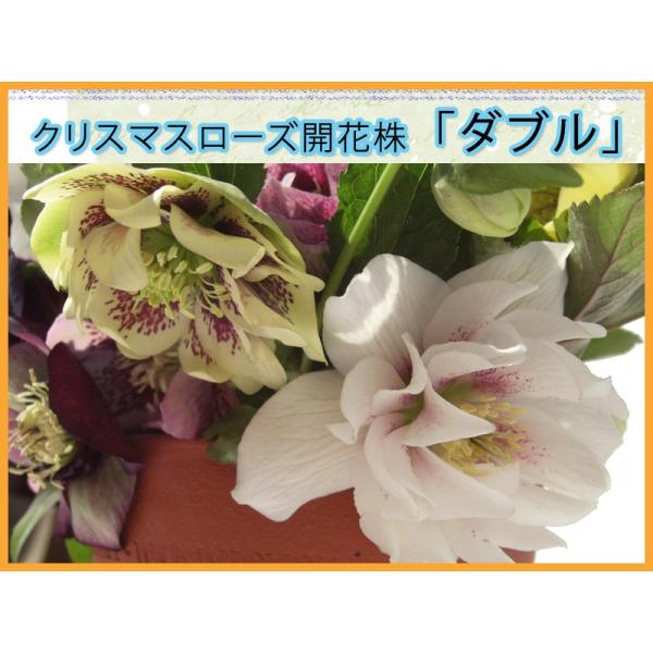 クリスマスローズ ダブル 八重 花色選べる 開花株 レビューでおまけ 到着日指定不可 発送1月10日以降 Dejapan เสนอราคาและซ อญ ป นท ม ค านายหน า 0