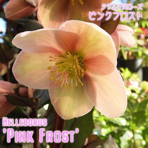 クリスマスローズ開花株 ピンクフロスト 4 5号鉢 一重咲き シングル Pink Frost ニゲル系交配種 中輪花 人気品種 ヘレボルス 108 Helleborus Hgcpinkfrost 渋谷園芸 植木鉢屋 通販 Yahoo ショッピング