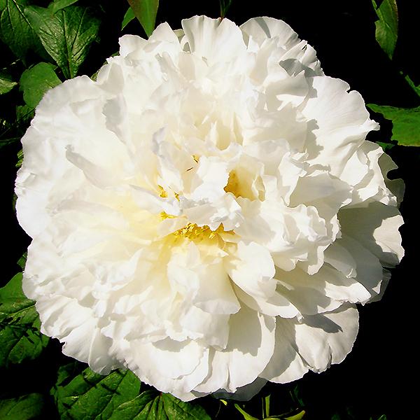 10月入荷 貴婦人 きふじん 牡丹 ぼたん ボタン 苗木 白色 千重咲き 大輪咲き 花芽付き 来春開花予定株 育て方つき 109 Botan Kifujin 渋谷園芸 植木鉢屋 通販 Yahoo ショッピング