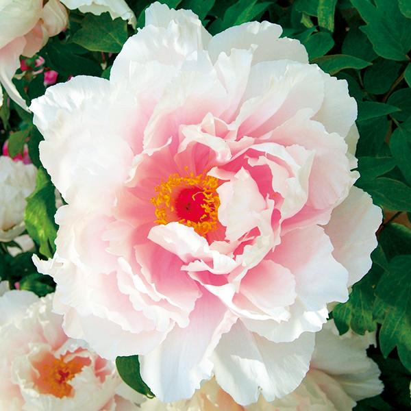 天衣 てんい 牡丹 ぼたん ボタン 苗木 淡紅紫 乳白色 千重咲き 中輪咲き 花芽付き 来春開花予定株 育て方つき 109 Botan Teni 渋谷園芸 植木鉢屋 通販 Yahoo ショッピング