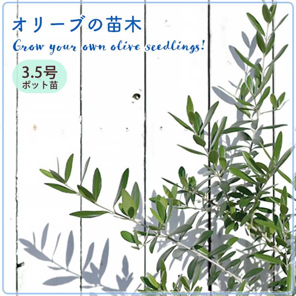オリーブ苗木  3.5号ポット品種説明はページ下部をご確認ください。★ ご注文前にご確認ください苗サイズ…鉢上から40〜50cm　鉢の直径…10.5cm商品タグ、当ページ掲載画像はイメージです。